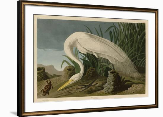 White Heron-John James Audubon-Framed Giclee Print