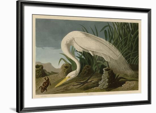 White Heron-John James Audubon-Framed Giclee Print