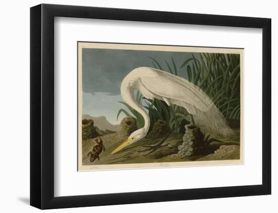 White Heron-John James Audubon-Framed Art Print