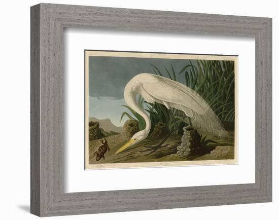 White Heron-John James Audubon-Framed Art Print