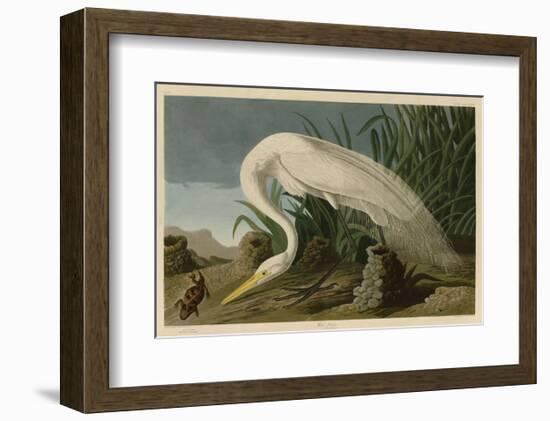 White Heron-John James Audubon-Framed Art Print