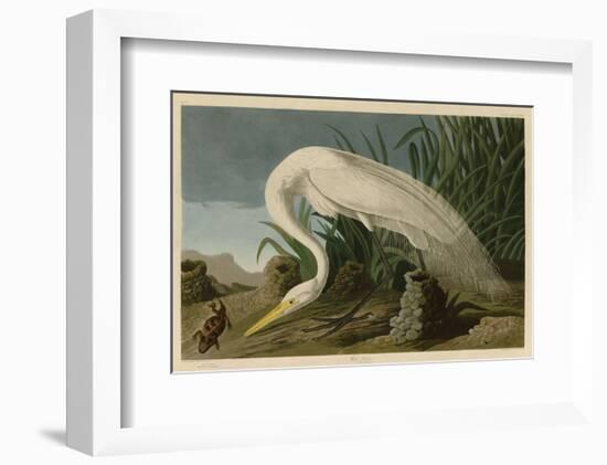 White Heron-John James Audubon-Framed Art Print