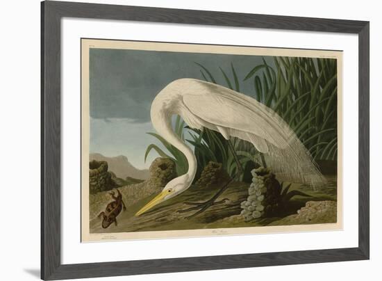 White Heron-John James Audubon-Framed Art Print