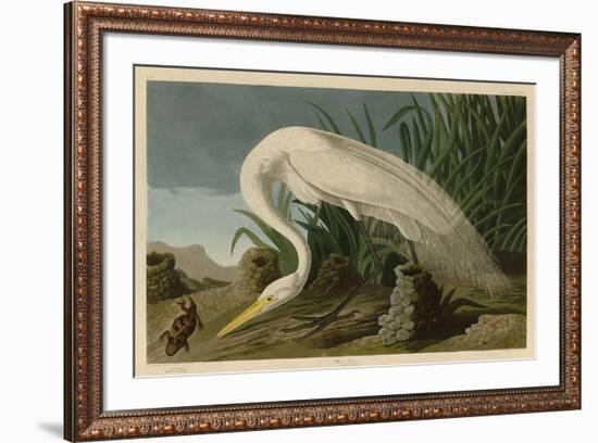 White Heron-John James Audubon-Framed Art Print