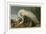 White Heron-John James Audubon-Framed Art Print