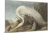White Heron-James Audubon-Mounted Giclee Print