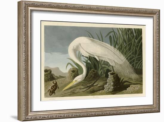 White Heron-John James Audubon-Framed Giclee Print