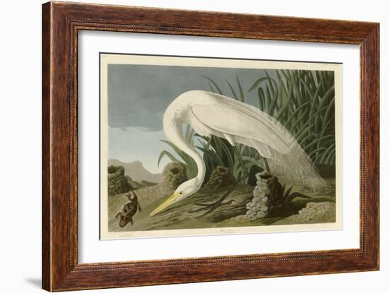 White Heron-John James Audubon-Framed Giclee Print