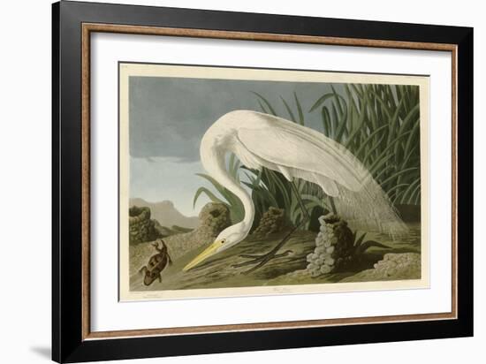 White Heron-John James Audubon-Framed Giclee Print