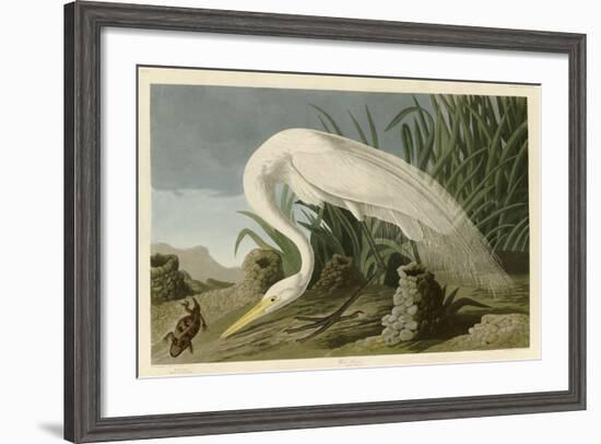 White Heron-John James Audubon-Framed Giclee Print
