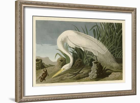 White Heron-John James Audubon-Framed Giclee Print