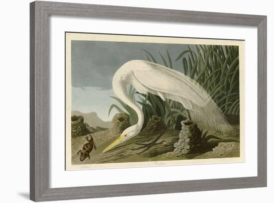 White Heron-John James Audubon-Framed Giclee Print