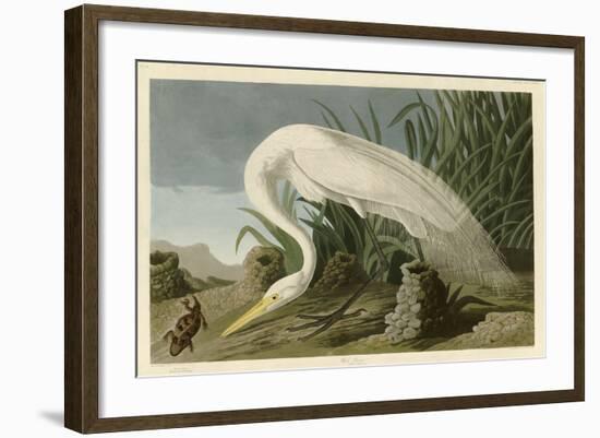 White Heron-John James Audubon-Framed Giclee Print