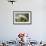 White Heron-John James Audubon-Framed Giclee Print displayed on a wall