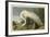 White Heron-John James Audubon-Framed Giclee Print