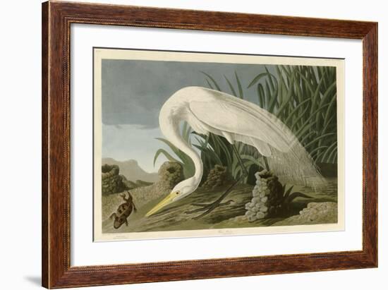 White Heron-John James Audubon-Framed Giclee Print