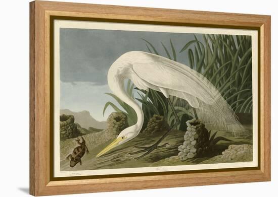 White Heron-John James Audubon-Framed Premier Image Canvas