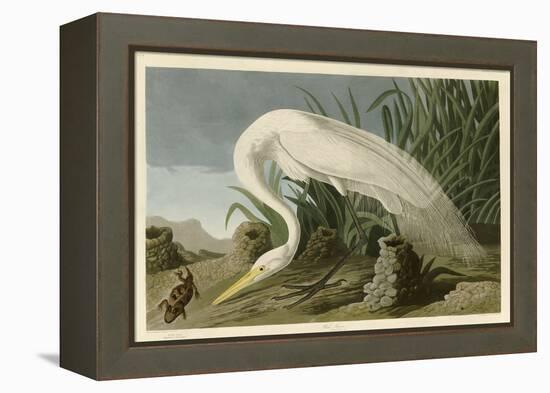 White Heron-John James Audubon-Framed Premier Image Canvas