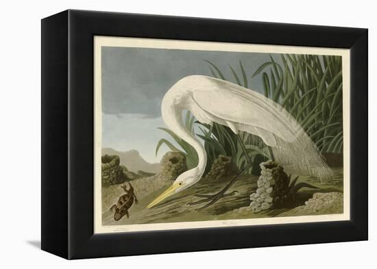 White Heron-John James Audubon-Framed Premier Image Canvas