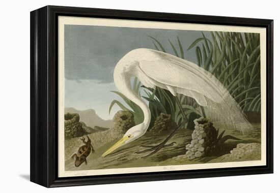 White Heron-John James Audubon-Framed Premier Image Canvas