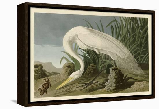 White Heron-John James Audubon-Framed Premier Image Canvas