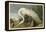 White Heron-John James Audubon-Framed Premier Image Canvas