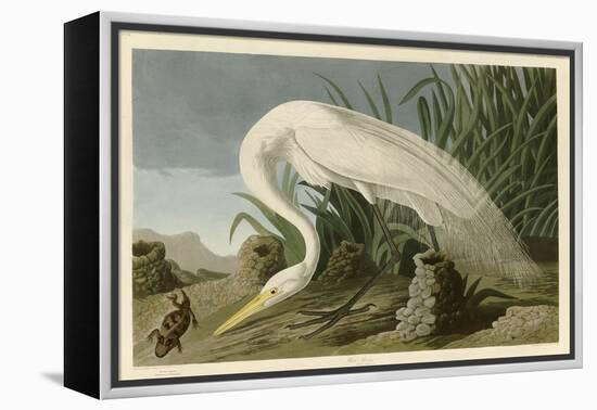 White Heron-John James Audubon-Framed Premier Image Canvas