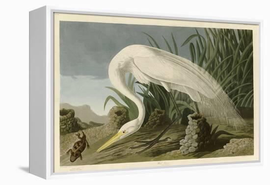 White Heron-John James Audubon-Framed Premier Image Canvas