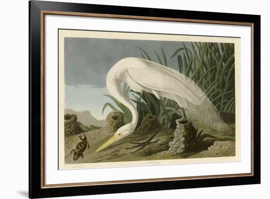 White Heron-John James Audubon-Framed Giclee Print