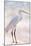 White Heron-Kimberly Allen-Mounted Art Print