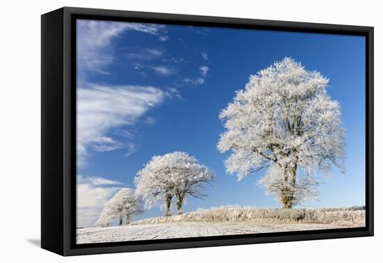 White Hoar Frosted Trees on a Cold Winter Morning, Bow, Devon, England. Winter-Adam Burton-Framed Premier Image Canvas