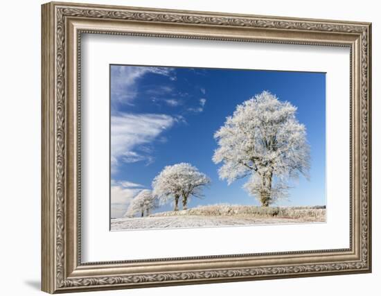White Hoar Frosted Trees on a Cold Winter Morning, Bow, Devon, England. Winter-Adam Burton-Framed Photographic Print