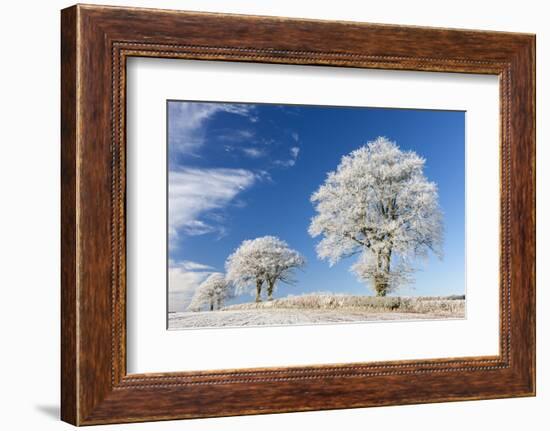 White Hoar Frosted Trees on a Cold Winter Morning, Bow, Devon, England. Winter-Adam Burton-Framed Photographic Print