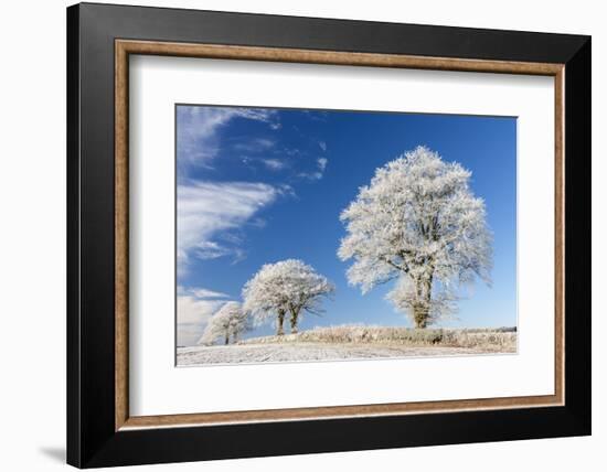 White Hoar Frosted Trees on a Cold Winter Morning, Bow, Devon, England. Winter-Adam Burton-Framed Photographic Print