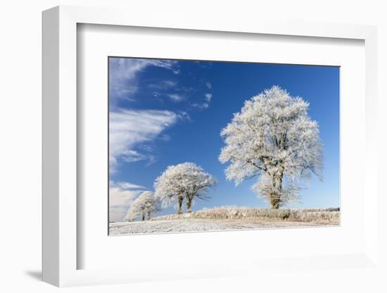 White Hoar Frosted Trees on a Cold Winter Morning, Bow, Devon, England. Winter-Adam Burton-Framed Photographic Print