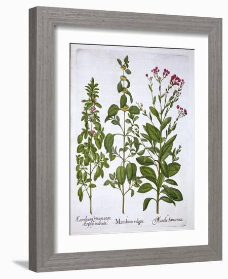 White Horehound, Horehound and Mint, from 'Hortus Eystettensis', by Basil Besler (1561-1629), Pub.-German School-Framed Giclee Print