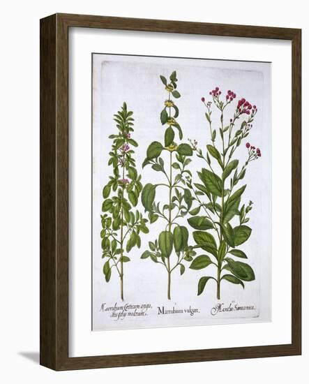 White Horehound, Horehound and Mint, from 'Hortus Eystettensis', by Basil Besler (1561-1629), Pub.-German School-Framed Giclee Print