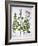 White Horehound, Horehound and Mint, from 'Hortus Eystettensis', by Basil Besler (1561-1629), Pub.-German School-Framed Giclee Print