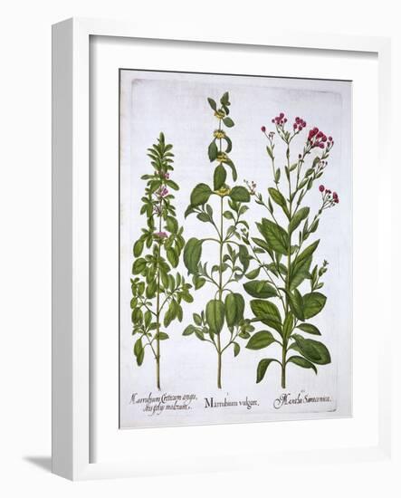 White Horehound, Horehound and Mint, from 'Hortus Eystettensis', by Basil Besler (1561-1629), Pub.-German School-Framed Giclee Print