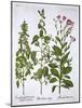 White Horehound, Horehound and Mint, from 'Hortus Eystettensis', by Basil Besler (1561-1629), Pub.-German School-Mounted Giclee Print