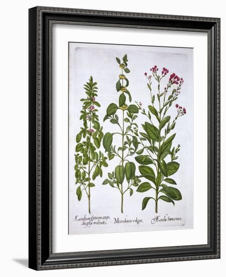 White Horehound, Horehound and Mint, from 'Hortus Eystettensis', by Basil Besler (1561-1629), Pub.-German School-Framed Giclee Print