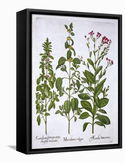 White Horehound, Horehound and Mint, from 'Hortus Eystettensis', by Basil Besler (1561-1629), Pub.-German School-Framed Premier Image Canvas