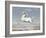 White Horse, 1560-99-Joris Hoefnagel-Framed Art Print