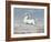 White Horse, 1560-99-Joris Hoefnagel-Framed Art Print