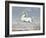 White Horse, 1560-99-Joris Hoefnagel-Framed Art Print