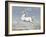 White Horse, 1560-99-Joris Hoefnagel-Framed Art Print