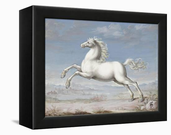 White Horse, 1560-99-Joris Hoefnagel-Framed Stretched Canvas