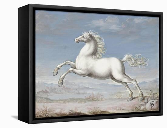 White Horse, 1560-99-Joris Hoefnagel-Framed Stretched Canvas