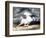 White Horse, 19th Century-Eugene Delacroix-Framed Giclee Print