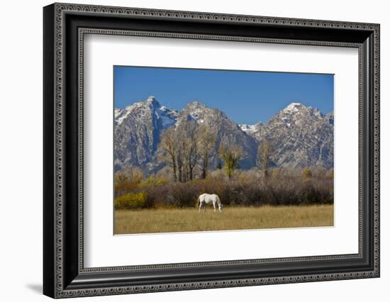 White Horse and Teton Mts, Moose Head Ranch, Grand Teton National Park, Wyoming-Michel Hersen-Framed Photographic Print